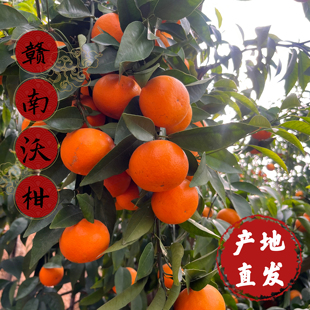 江西赣南寻乌沃柑现摘手剥桔子非广西武鸣沃柑新鲜水果9斤包邮