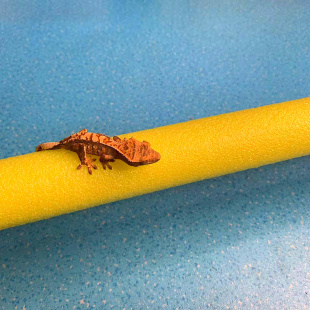 睫角棒攀爬棒盖勾亚R属巨人守宫攀爬网随意裁剪弯曲躲避食盆套装