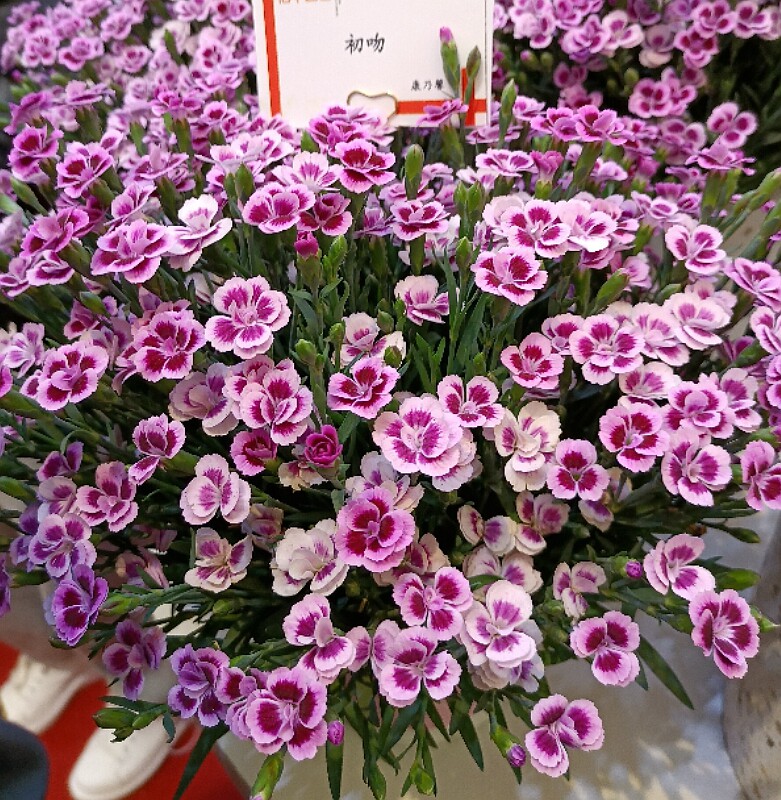 新品奥斯卡康乃馨石竹庭院植物阳台花卉多年生耐寒耐热盆栽花苗