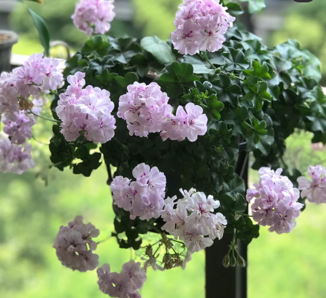 垂吊天竺葵花苗之二  室外阳台花卉庭院植物四季开花冬季耐寒盆栽 鲜花速递/花卉仿真/绿植园艺 时令草本花卉 原图主图