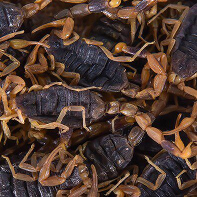 全虫 全蝎干清100克中药材全蝎全虫钳蝎蝎子磨粉另售水蛭蜈蚣地龙