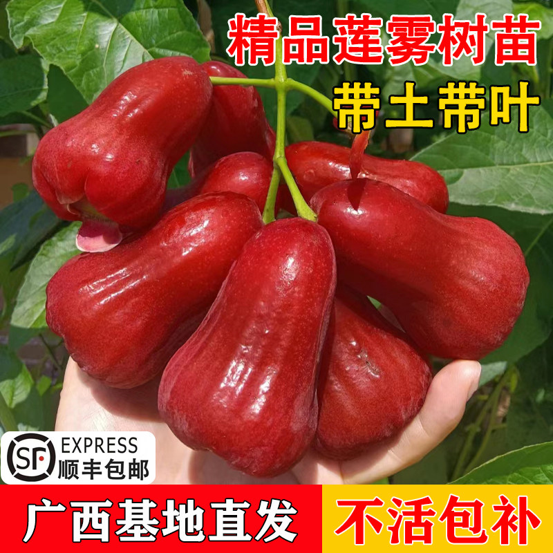 黑金刚莲雾树苗新品种黑糖芭比莲雾苗嫁接果树苗南方庭院盆栽种植