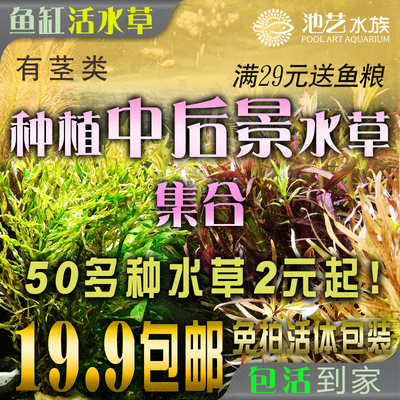 池艺水族草缸水草生态鱼缸造景