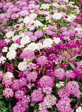 蜂室花种子孑屈曲花种籽芳香花卉