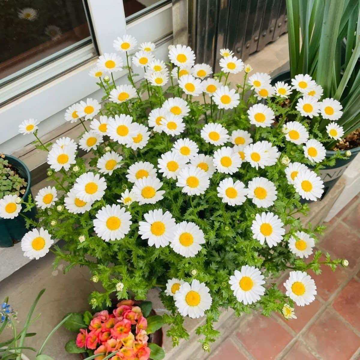 洋甘菊种子四季植物开花易活室内外盆栽花卉白晶菊小雏菊花种籽子