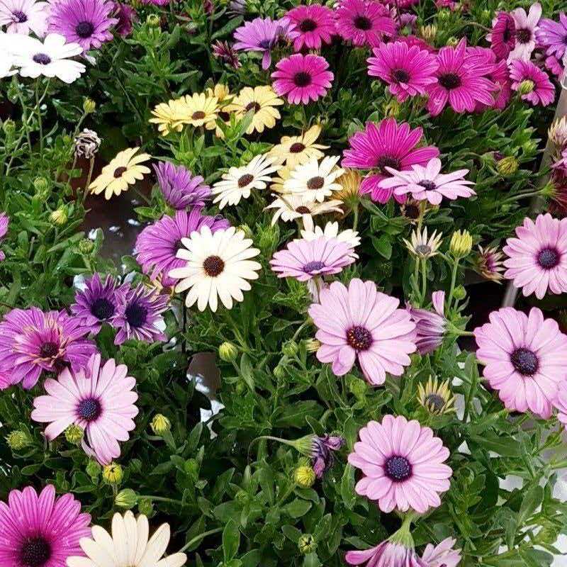 南非万寿菊种子非洲雏菊大芙蓉花籽室内外阳台盆栽地栽春秋季播种