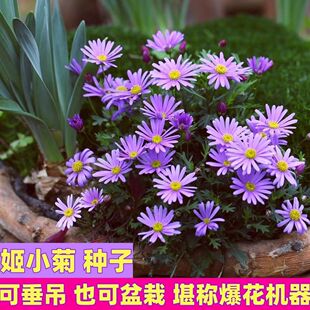 姬小菊花种子四季种开花阳台庭院盆栽花坛花镜耐寒苗玛格丽特室内