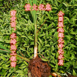 香蒲苗香蒲棒草苗木水浊苗水生植物河道湿地挺水植物绿化净化水质