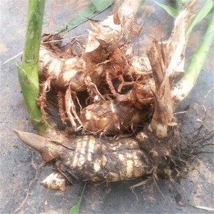 新鲜芦竹根 芦荻头纯天然新鲜楼梯杆中药材清热泻火生津