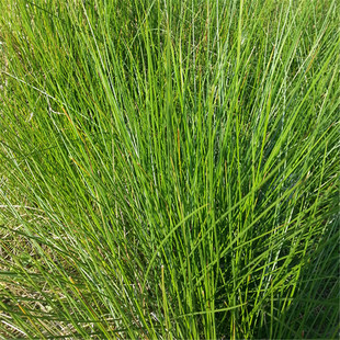 天然新鲜灯心草野生 水葱龙须草水葱可盆栽中草药材带根500克包邮