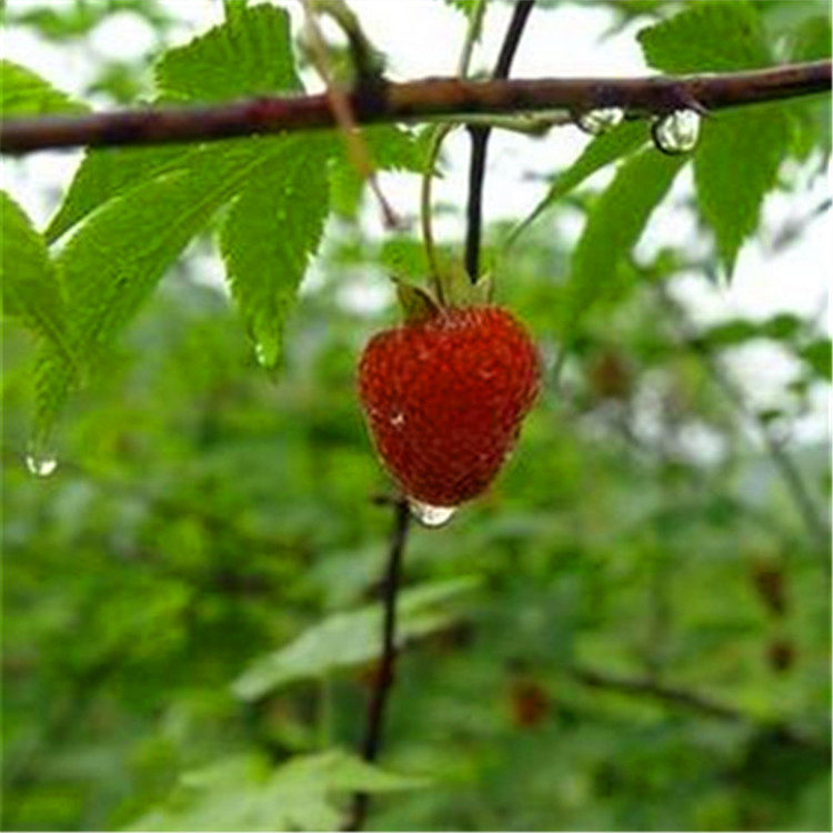 新鲜树莓苗 树莓鲜果苗 覆盆子红莓鲜果苗浓香型树苗 掌叶树莓苗