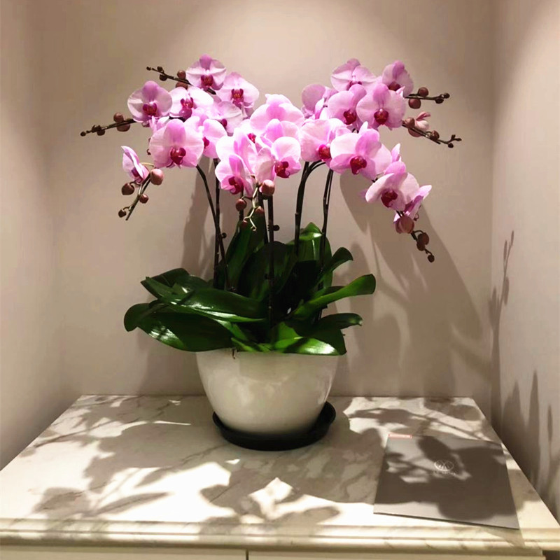 上海同城粉色蝴蝶兰室内盆栽带花客厅生日开业乔迁结婚精品礼物