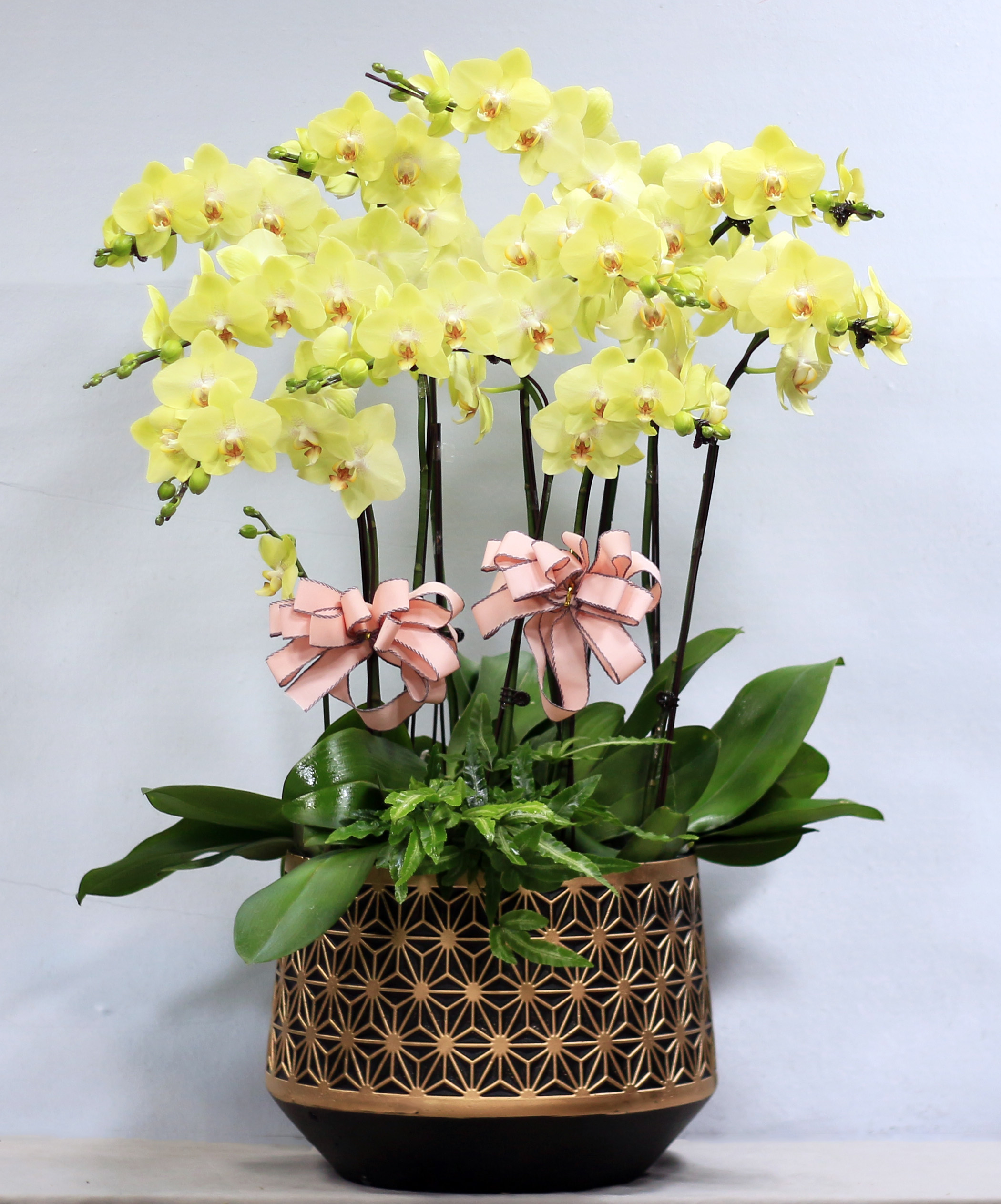 上海同城绿色大中型蝴蝶兰家居室内盆栽朋友生日乔迁高档礼品