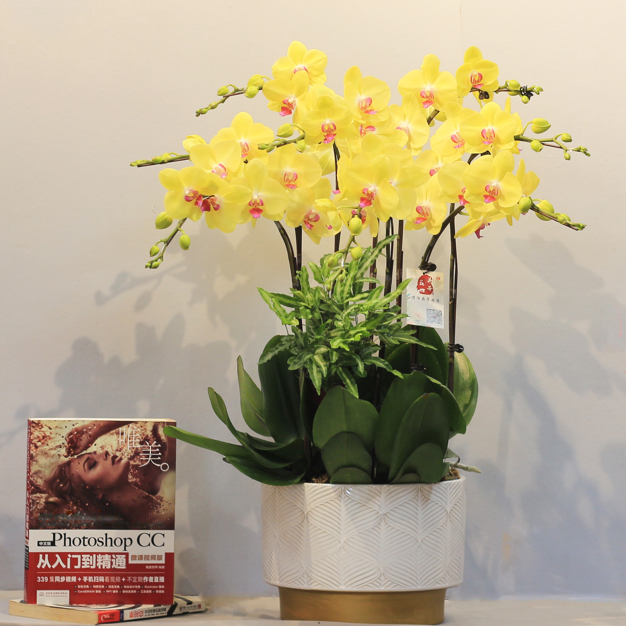 上海同城黄色高档中大型蝴蝶兰室内盆栽开业乔迁生日送礼年宵花