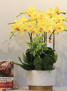 上海同城黄色中大型蝴蝶兰室内盆栽开业乔迁生日送礼年宵花