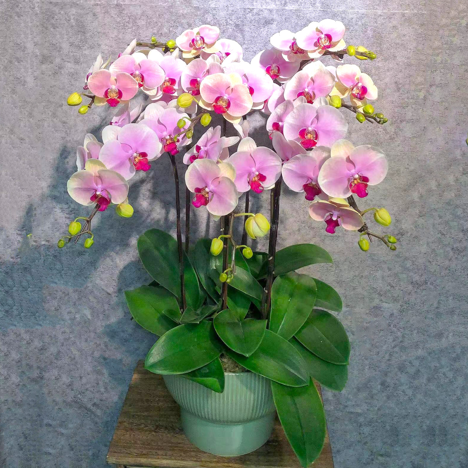 蝴蝶兰兰花室内四季趣味礼品