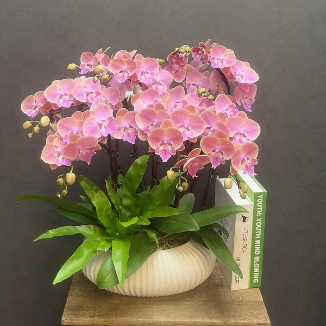 蝴蝶兰室内花卉花卉礼品四季都有