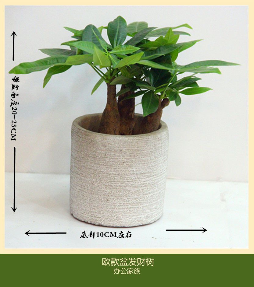 蝴蝶兰盆栽发财树虎皮兰长寿花桌面小盆栽办公室家居