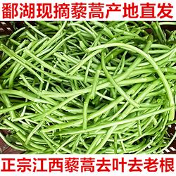 5斤江西鄱阳湖藜蒿黎蒿新鲜去叶包嫩泥蒿现摘当季芦蒿时令蔬菜