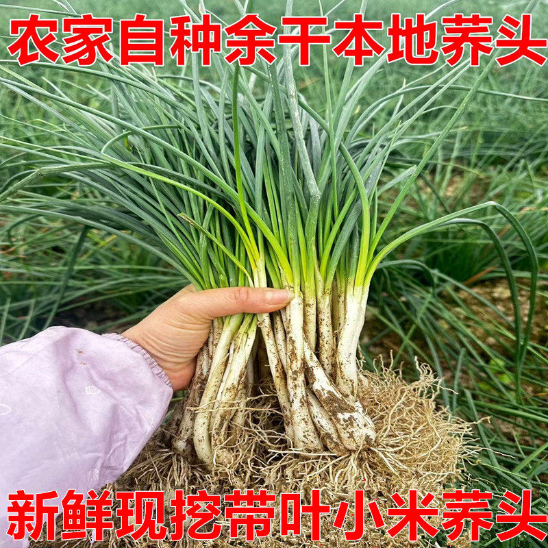 5斤江西余干特产新鲜带叶荞头藠头茭头小蒜农家自种时令蔬菜现挖