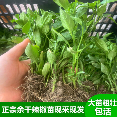 正宗江西余干丰收辣枫树辣椒种苗
