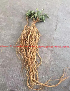 【鲜品】新鲜福建南靖土楼特产深山农家野生巴戟天500g煲汤料泡酒