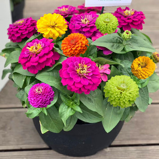  矮杆重瓣百日草花籽四季阳台格桑花种籽子室外百日菊花盆栽种子