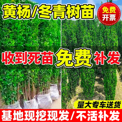 冬青树苗法国北海道黄杨直立篱笆