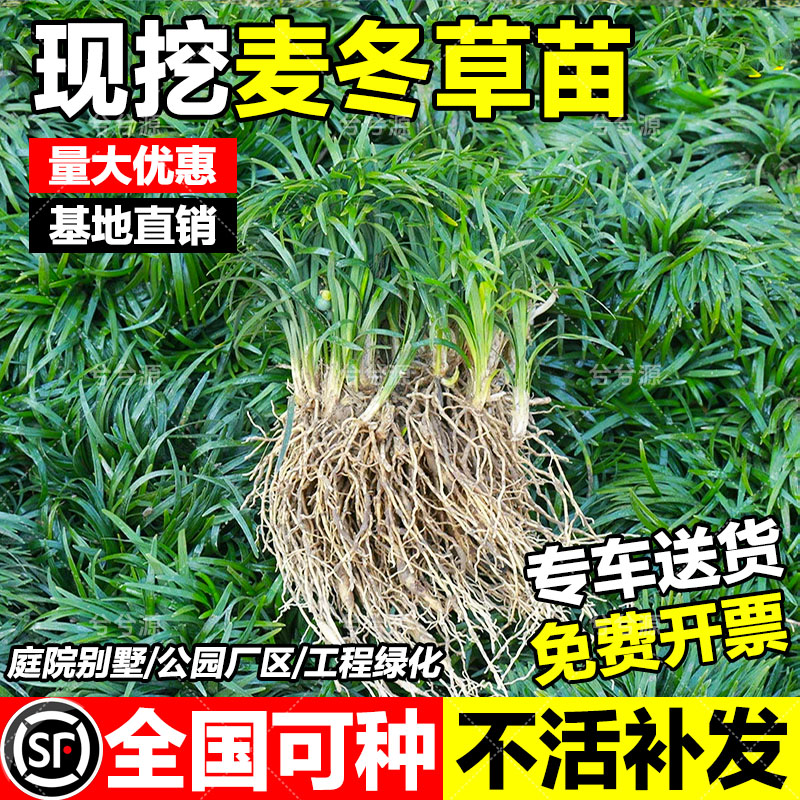 日本矮麦冬草苗别墅庭院园林