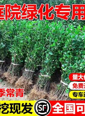 丛生北海道黄杨树苗大叶冬青苗