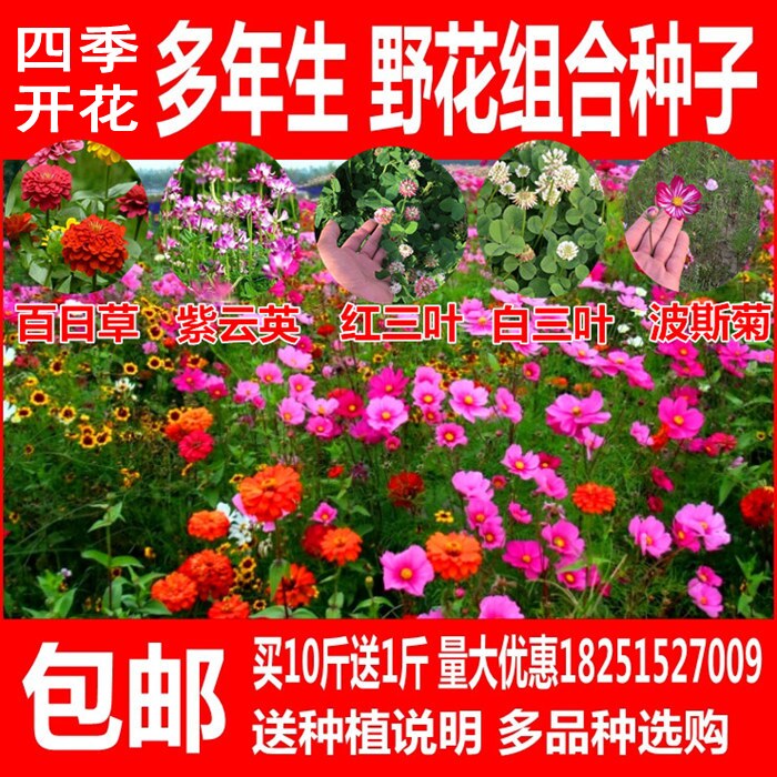 波斯菊种子野花组合种子红白三叶草种子 格桑花 百日草花草坪种子