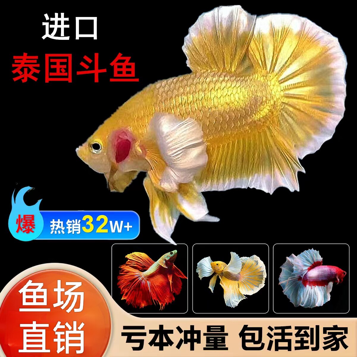 泰国斗鱼观赏鱼小型热带鱼活体好养半月 糖果 狮王马尾将军淡水鱼