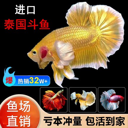 泰国斗鱼观赏鱼小型热带鱼活体好养半月 糖果 狮王马尾将军淡水鱼