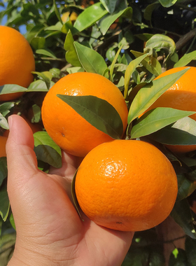 广西武鸣沃柑5斤9斤整箱新鲜橘子水果纯甜礼盒薄皮现摘发货包邮