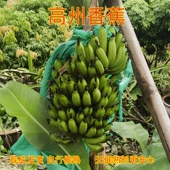 广东高州香蕉3 9斤自然熟新鲜水果原生态小香蕉生蕉发货自行催熟
