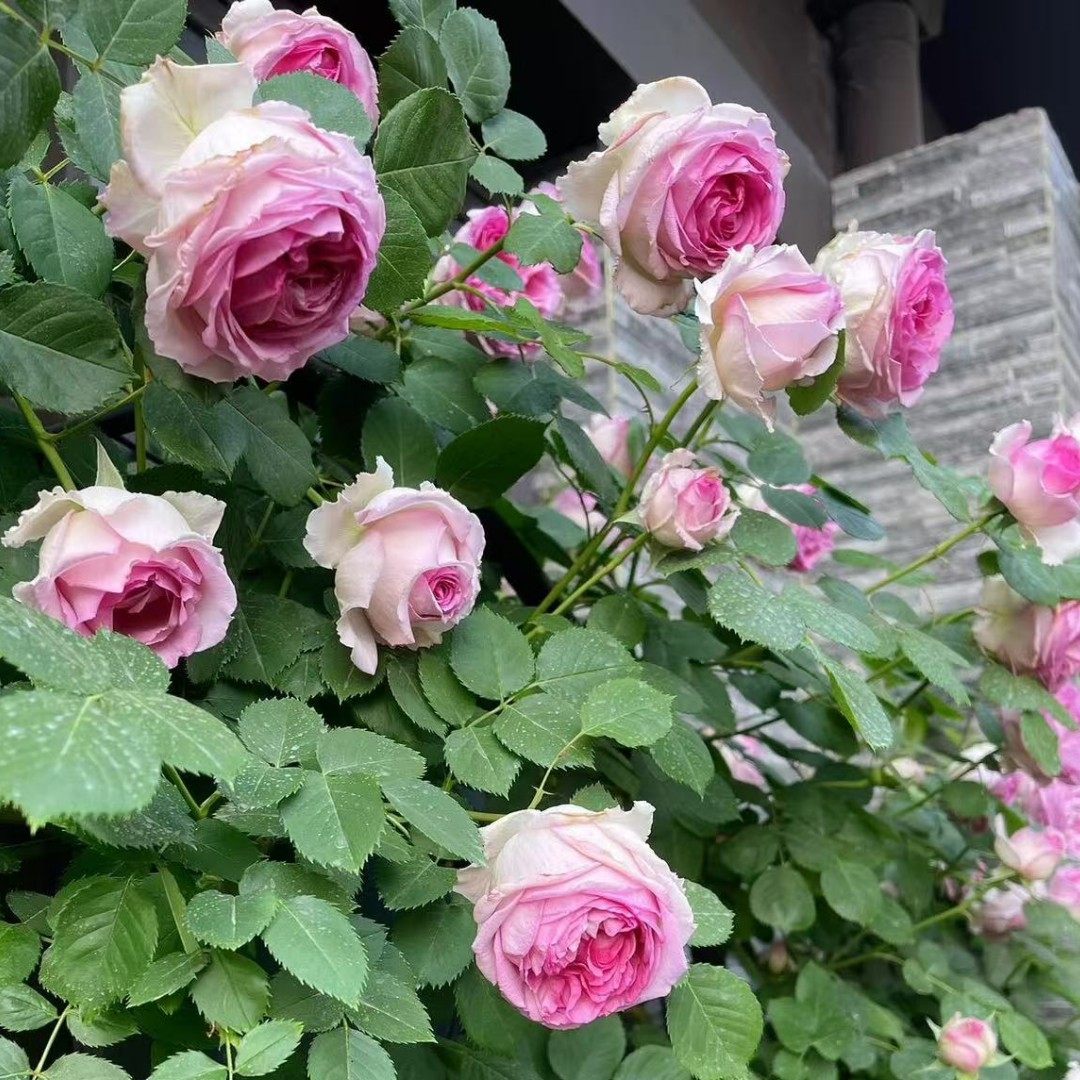 无刺爬藤蔷薇花罗伊浓香特大花四季藤本勤开月季罗衣庭院阳台花墙,鲜花速递/花卉仿真/绿植园艺,月季/蔷薇/玫瑰,淘宝优惠券,粉丝福利购,淘宝优惠卷