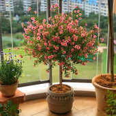 小木槿棒棒糖盆栽庭院花卉多季 勤开花耐寒植物多年生室内花苗阳台