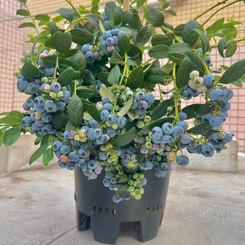 包邮蓝莓树苗盆栽带花苞四季蓝莓南北方种植兔眼特大阳台当年结果