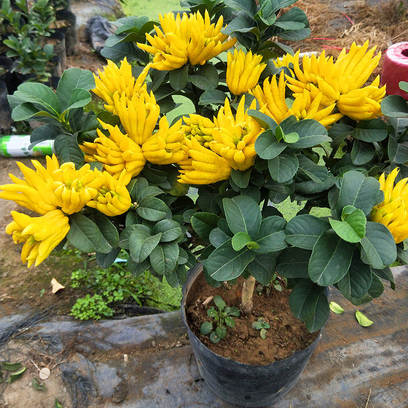 佛手柑盆栽带果千指佛手苗金华佛手苗南北方种植特大果香橼果树苗