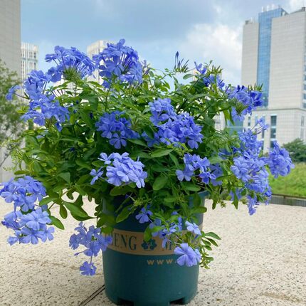 蓝雪花盆栽大苗耐晒阳台植物庭院花园爬藤耐寒四季花卉勤开棒棒糖