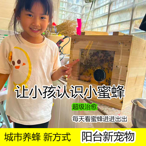 中蜂蜂群蛋群新手试养带王群 活体蜜蜂群土蜂群迷箱直接养殖省心