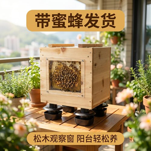中蜂带养蜂箱小规格蛋群