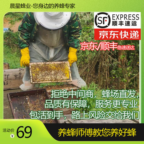 顺丰蜜蜂蜂群中锋带箱活群中华蜂土蜂笼蜂群重庆中蜂蜂群出售蜂王