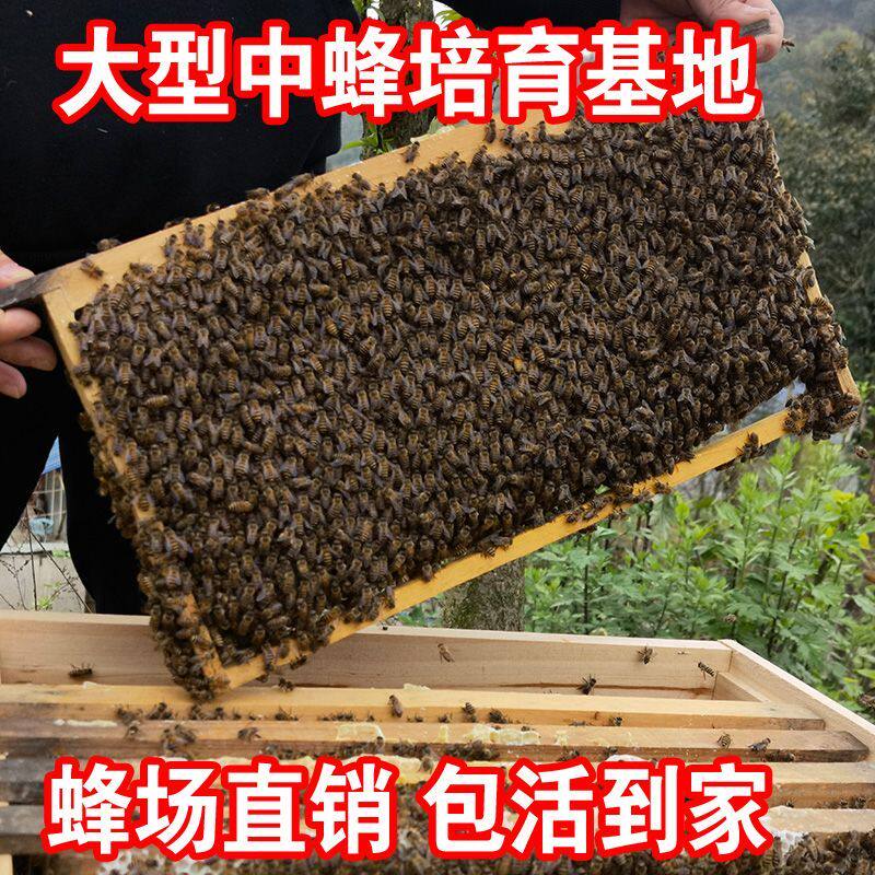 包邮蜜蜂中蜂蜂群中蜂中华蜂养殖带箱带新开产蜂王带子脾蜜蜂活群