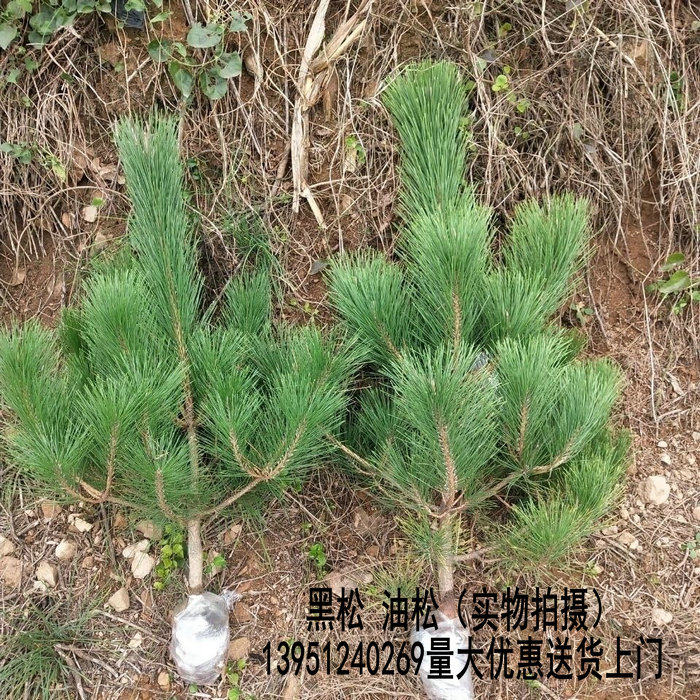 绿化苗木松树黑松 油松苗庭院黑松苗黑松树苗四季常青盆景植物