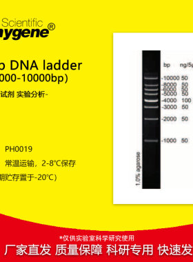 1kb DNA Ladder Marker（1000-10000bp）100T [PH0019 PHYGENE]