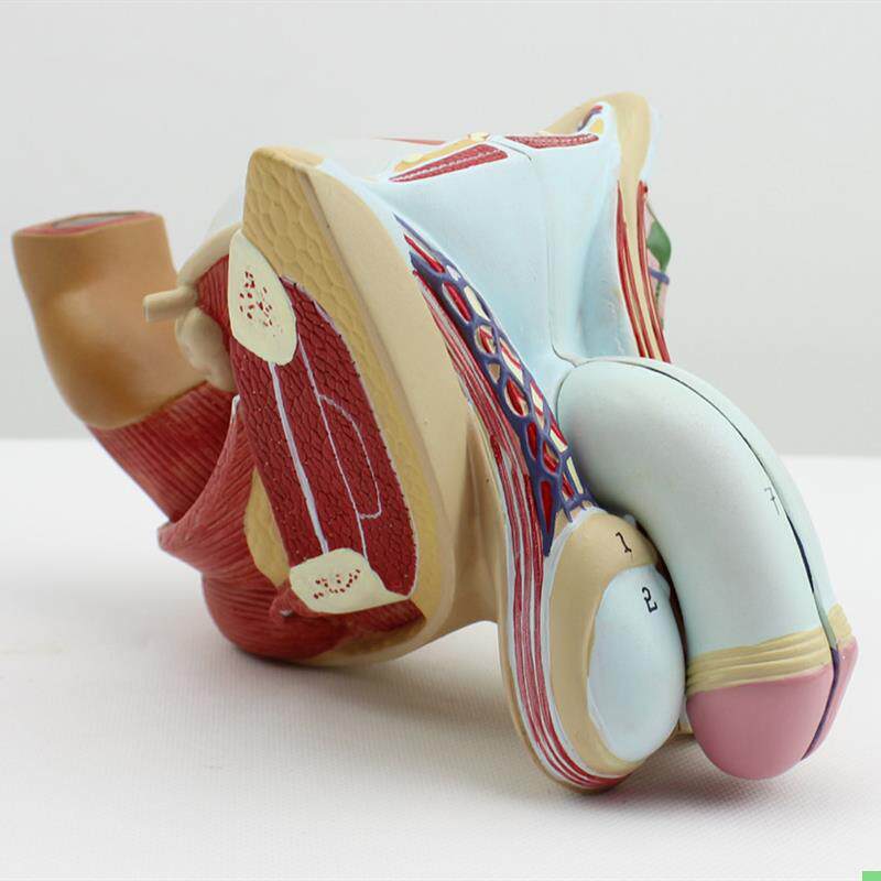 颐诺正品男性生殖器泌尿模型男科模型睾丸解剖模型计生健康展示