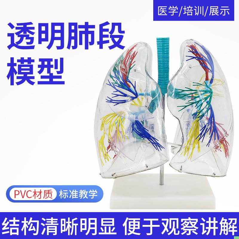 肺段模型透明肺段模型肺模型 胸外科支气管树人体肺部解剖模型