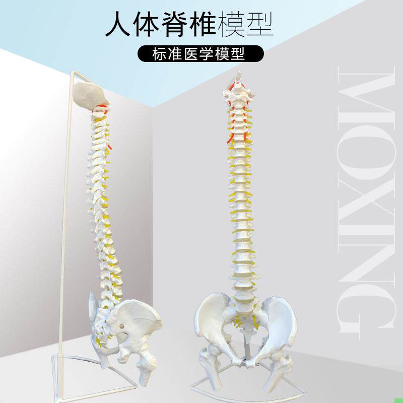 人体脊柱模型85CM成人11比例自然大脊椎模型带颈椎胸椎尾椎盆骨