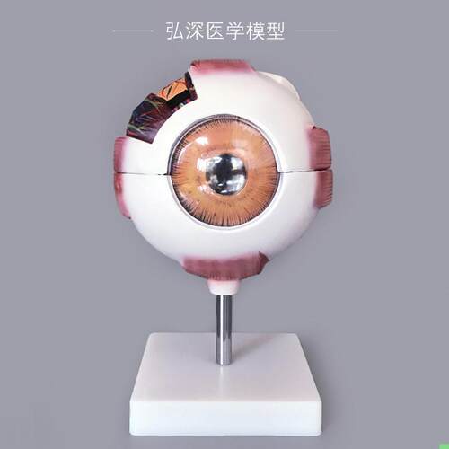 眼球模型人体眼睛结构6倍放大可拆五官医学模具眼部视力教学道具